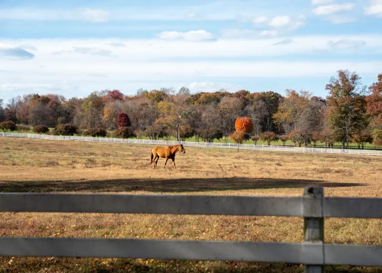 FallAtHAFarm 27 768x549