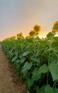 Whitetails Farm Grand Bloom – Sunflower Field Experience