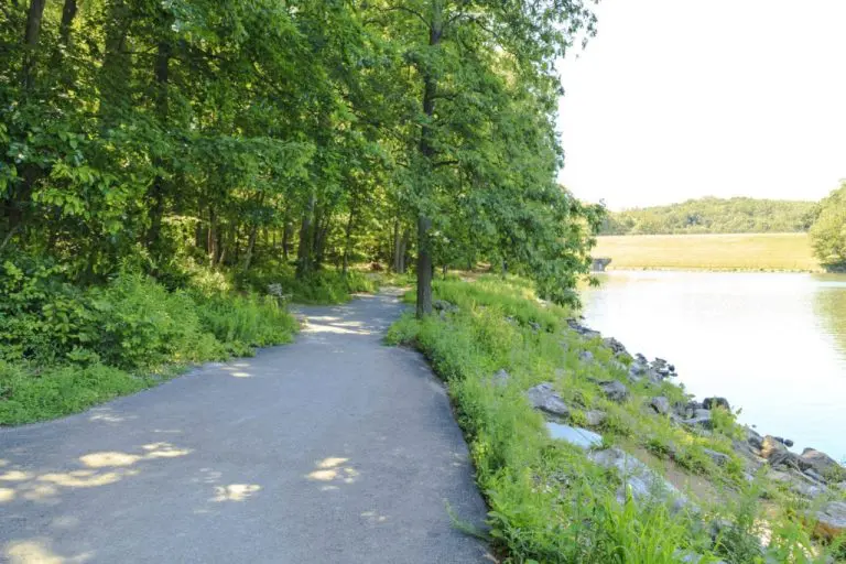 lakeneedwood 1024x683 1 768x512