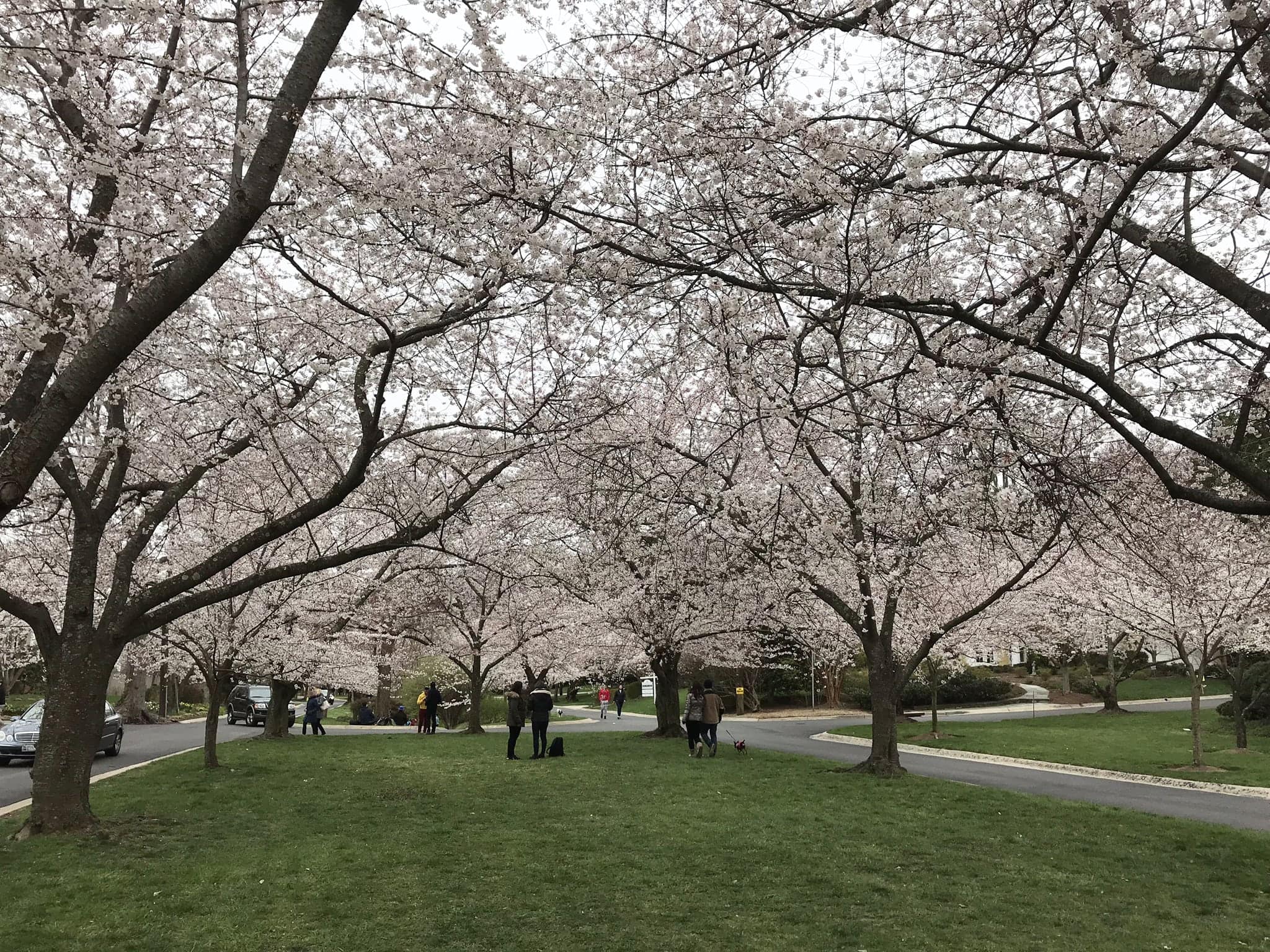 What You Need to Know About Cherry Blossom Viewing in Kenwood, MD
