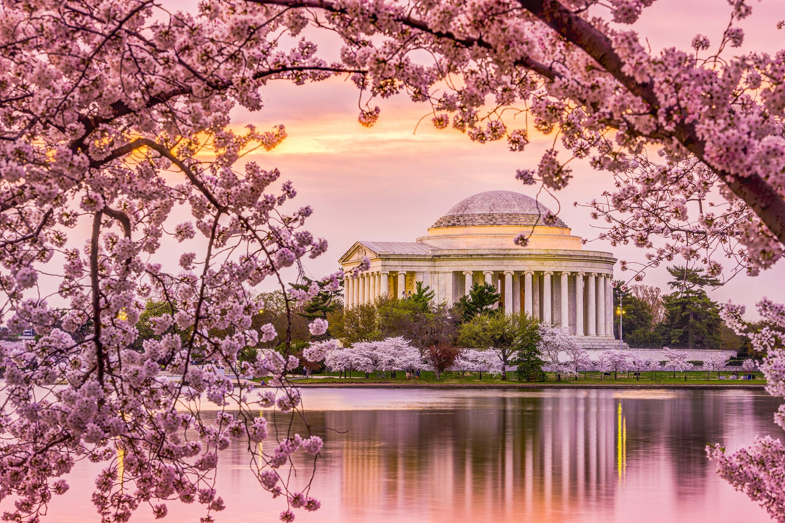 Jefferson Memorial Cherry Blossoms