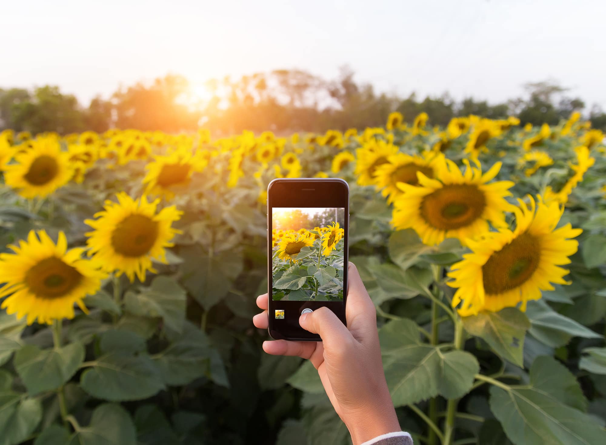 Sunflowers and Phone