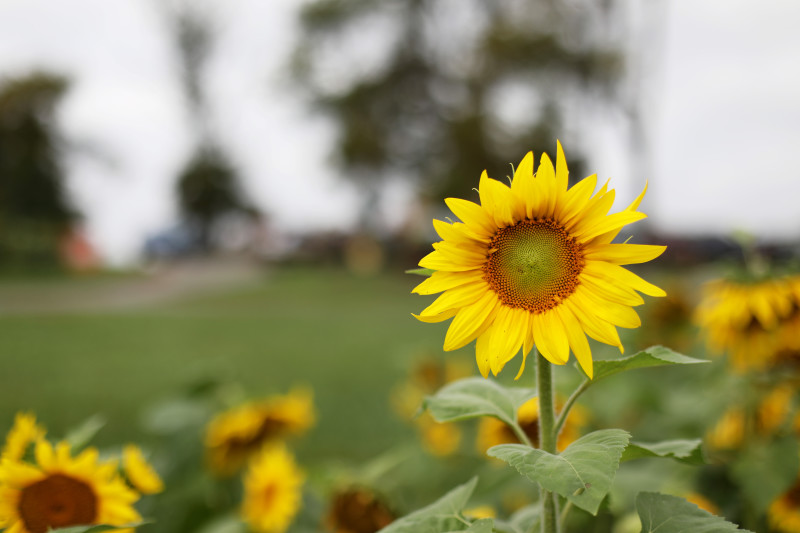 McKee-Beshers Sunflower Fields