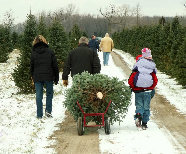 4 Farms to Pick Up Your Christmas Tree