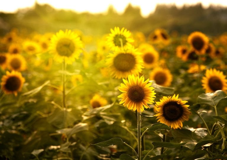 5 Places to Eat or Drink Near the Sunflower Fields