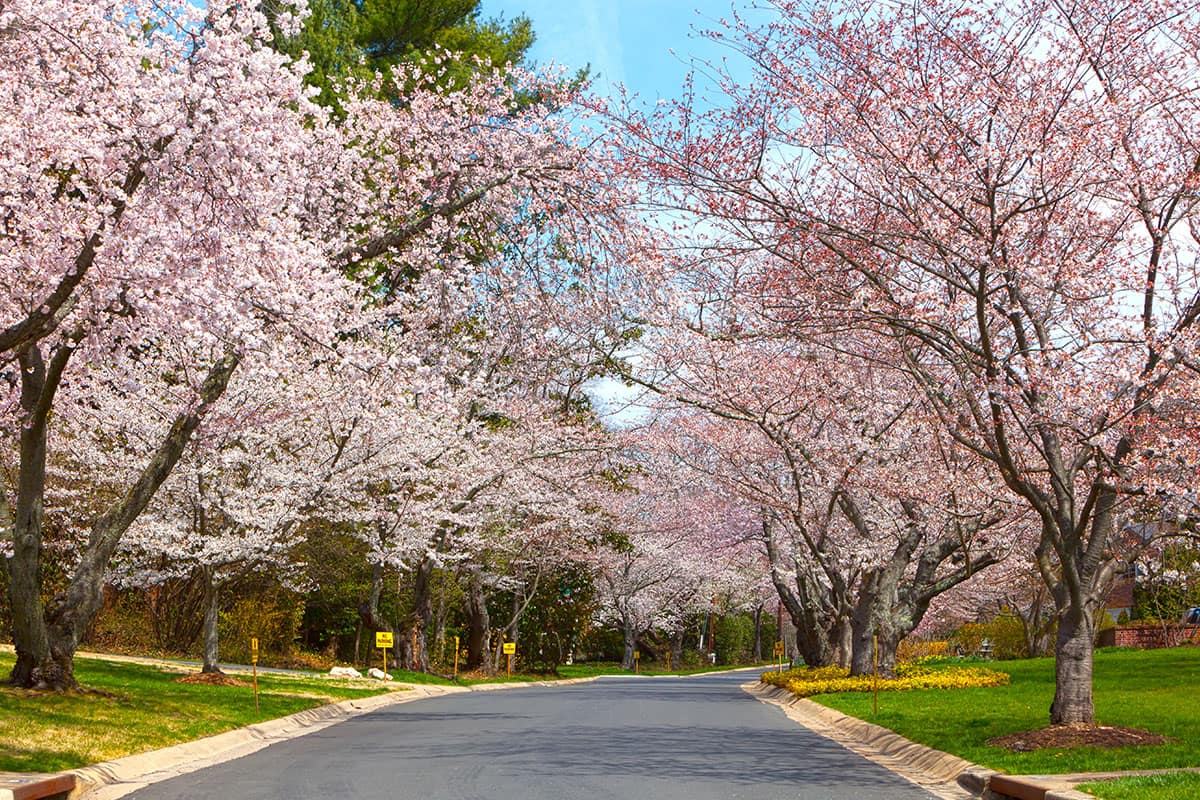 Cherry Blossoms at the Kenwood neighborhood near Bethesda, Maryland