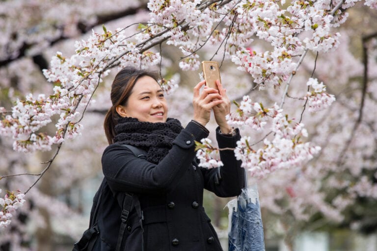 Take the Ultimate Cherry Blossom Road Trip Around Montgomery County