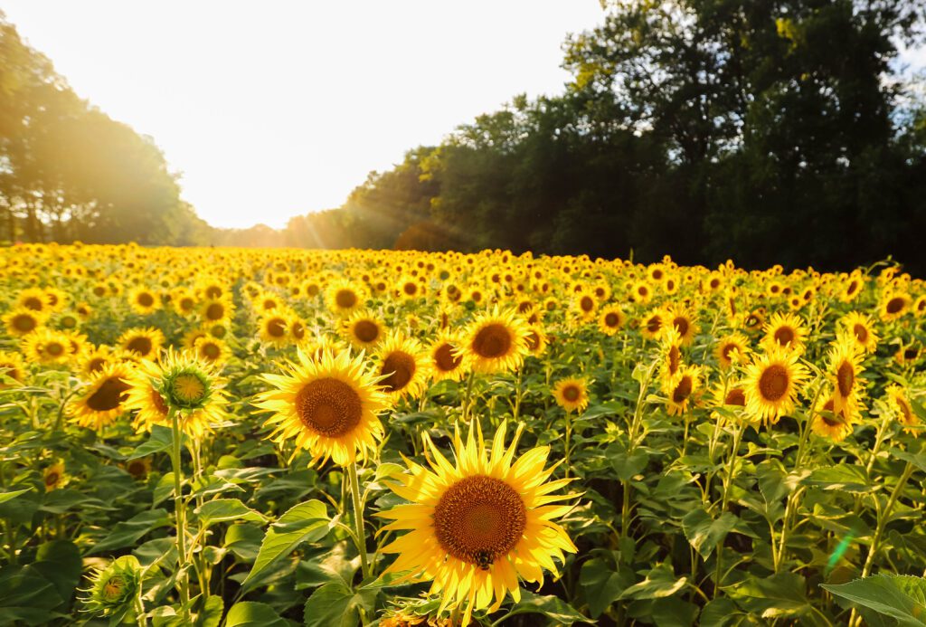 Everything You Need to Know About the Sunflower Fields in Montgomery