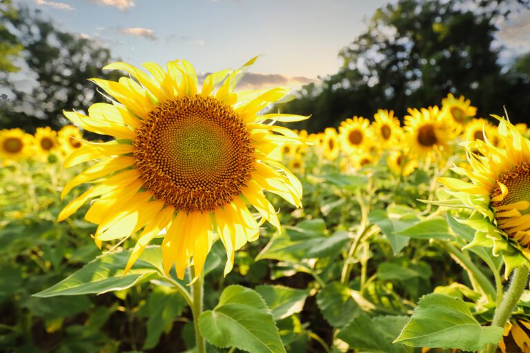 Everything You Need to Know About the Sunflower Fields in Montgomery County