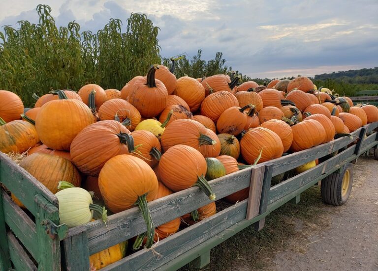 October 7 2021 Pumpkins Wagon 768x552