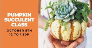 Mini Succulent Pumpkin Workshop