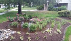 Garden Club: Managing Stormwater Runoff and Increasing Biodiversity with RainScapes