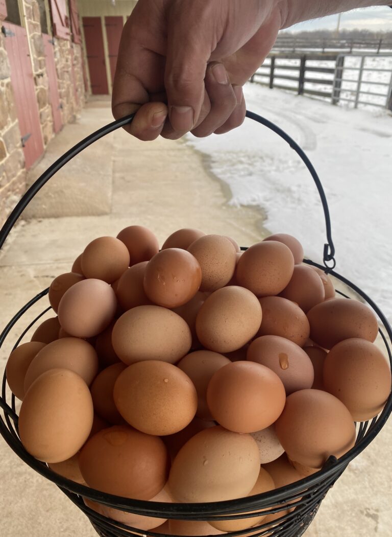 Eggs I 768x1051