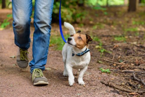 Adobe Photo Stock Dog on trail Shows persons feet and small dog on leash or leashed dog scaled 1 490x327 1