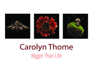 “Bigger Than Life” – new exhibit by macro photographer Carolyn Thome