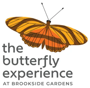 The Butterfly Experience