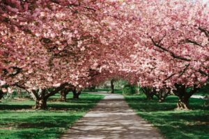 Cherry Blossom E-Bike Tour