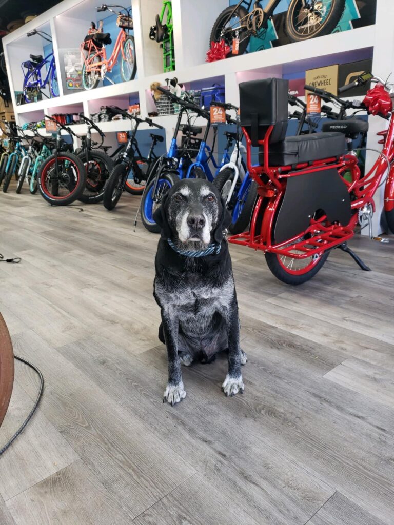 Pedego Mojo 768x1024
