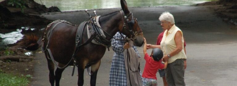 Edwards Ferry mule copy 2 crop1 1168x424 1 768x279