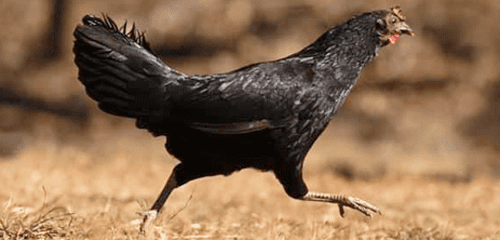 chicken3