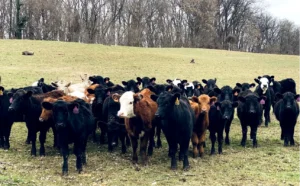 Farm Tour: Deere Valley Farms