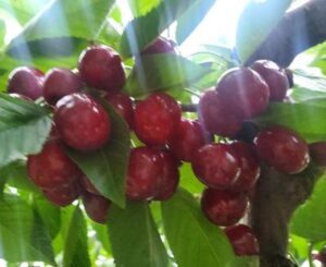 Farm Tour: Kingsbury Orchard