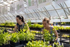 Fall Native Plant Sale