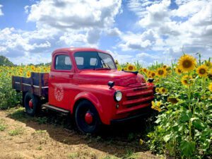 Sunflower Spectacular