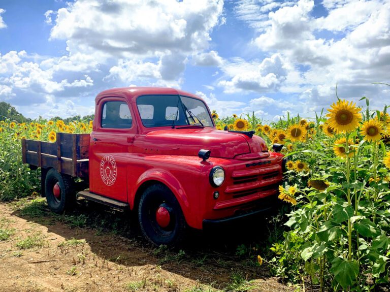 Sunflowers Red Truck Angled scaled e1627404121148 2048x1533 1 768x575