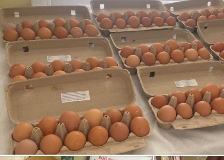 Eggs I 768x548