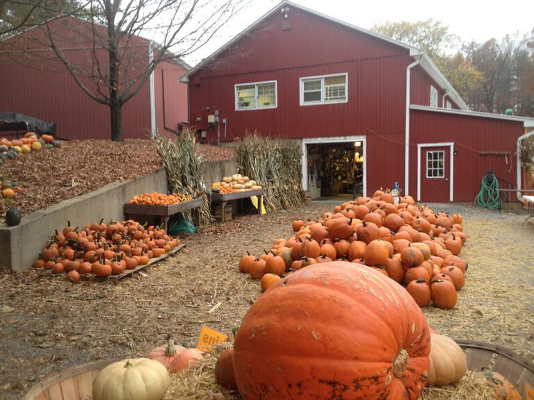 Pumpkins Fall 768x576