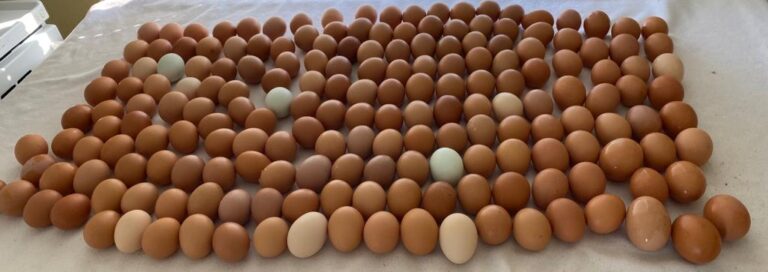 eggs 2 768x272