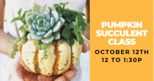 Mini Succulent Pumpkin Workshop