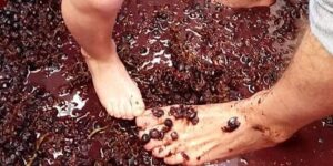 Urban Winery GRAPE STOMP with Live Music featuring the Red Castle Blues Band