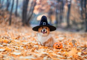 Pike District Partnership Presents: Barks & Brews Fall Festival