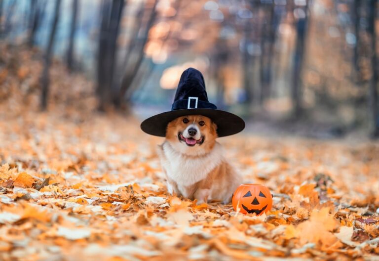 shutterstock 2203878043 768x528