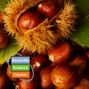 Rockville Science Cafe Online Lecture Series: The Return of a Forest Icon”