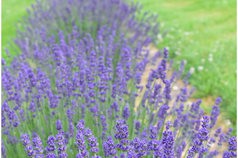 lavender field2 768x512