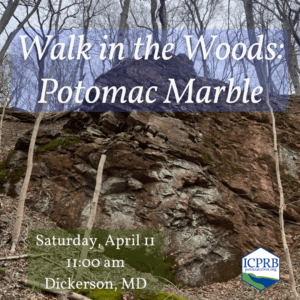 Walk in the Woods: Potomac Marble