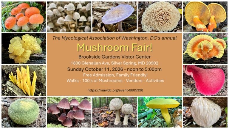 Mushroom Fair 2026 2 768x434