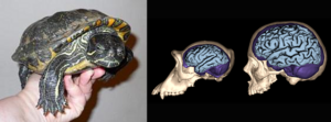 SS B&O Station Open House: Hands-On Activities with Brains Plus Reptile Petting Zoo