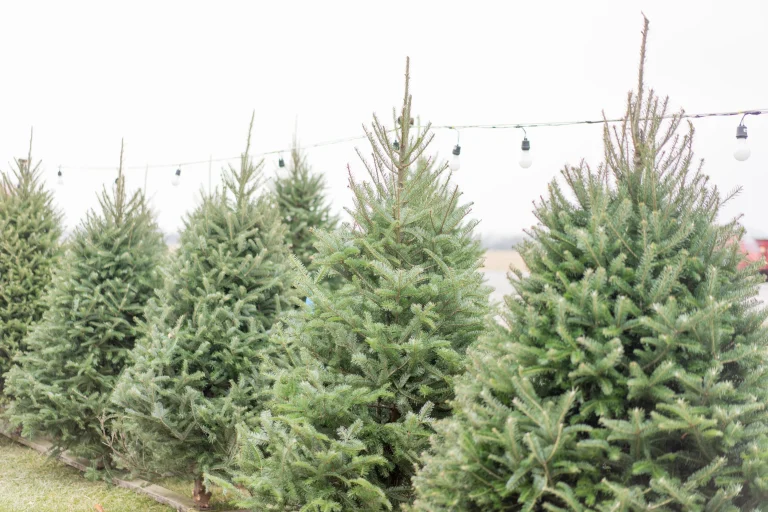 Naughty Pine Nursery 768x512