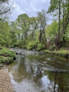 Walk in the Woods: Let’s be Smart About Winter Salt ft. Springsong Museum